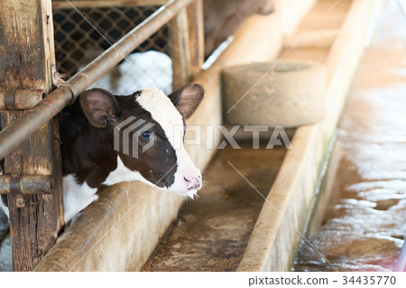 Young dairy cows in the kennel Waiting for food. Young dairy cows in the kennel Waiting for food. 34435770