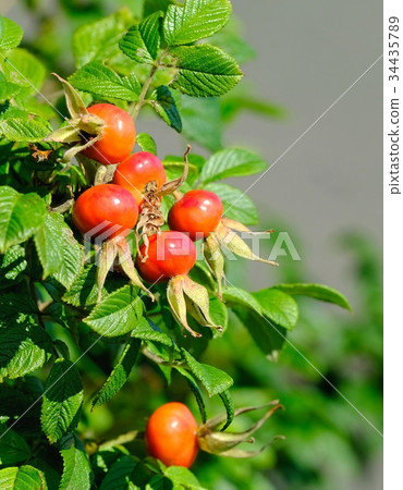 Hamanas fruit 34435789