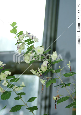 Karomia tetensis（Kalomia tetensis） 34436070