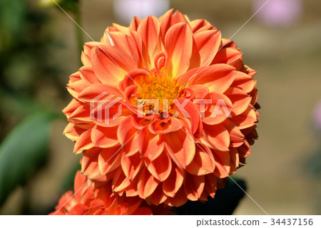 Dahlia (Mother's Lullaby) Dahlia (Mother's Lullaby) 34437156