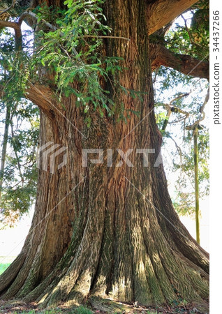 Hamakita的大卡亞 34437266