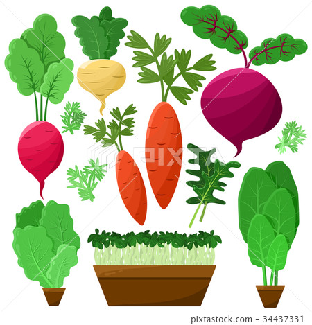 Concept of Roots and Salad on White Background 34437331