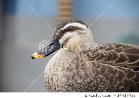 鴨接近 鴨接近 34437452