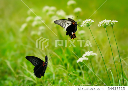 黑色Swallowtail夫婦 34437515