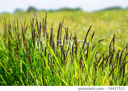 Ripening black rice 34437521