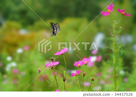 A flying butterfly dances 34437526