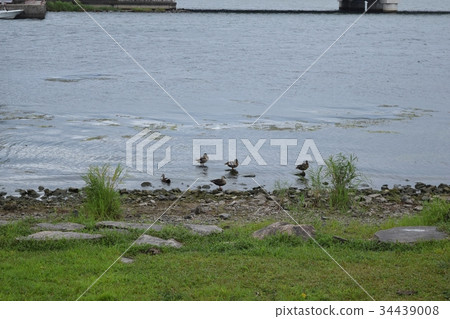 Waterfowl of Lake Biwa Waterfowl of Lake Biwa 34439008