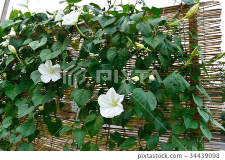 Yorgao（夜間臉） 34439098