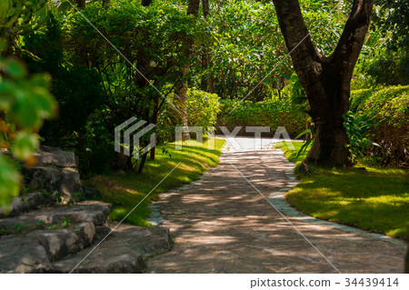 Trail in the tropical jungle in the afternoon 34439414