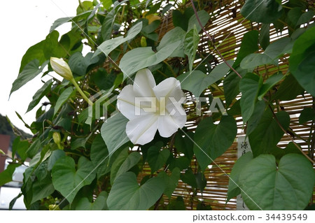 Yorgao (night face) Yorgao (night face) 34439549