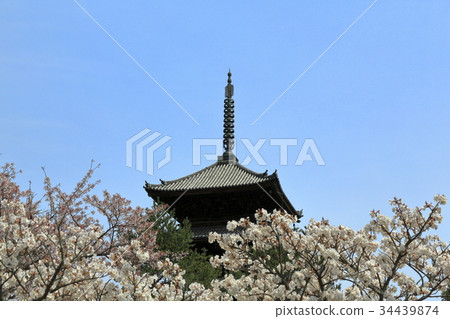 Ninna-ji寺的春天 34439874