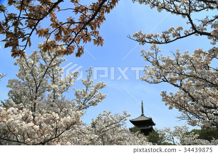 Ninna-ji寺在春天 34439875