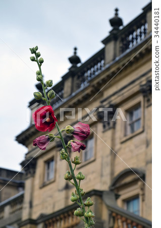 Flowers at HarewoodHouse, Leeds, WestYorkshire, UK 34440181