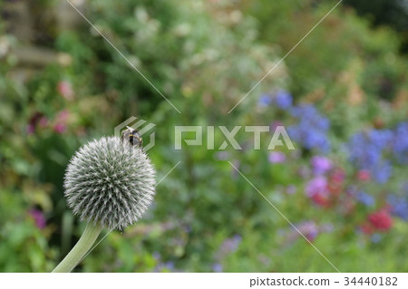 Flowers at HarewoodHouse, Leeds, WestYorkshire, UK 34440182