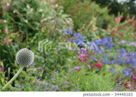 Flowers at HarewoodHouse, Leeds, WestYorkshire, UK 34440183