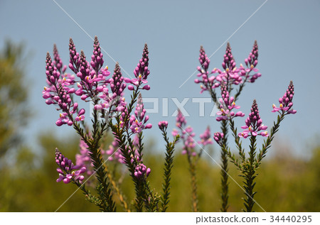 Purple Australian Pyramid Flowers Comesperma 34440295