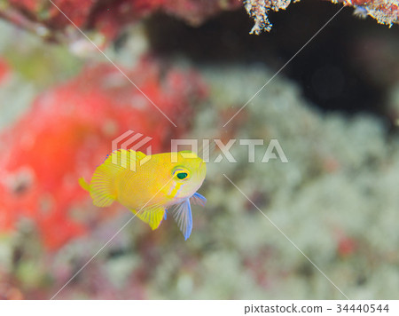 Smirenagahanadaii幼魚 Smirenagahanadaii幼魚 34440544