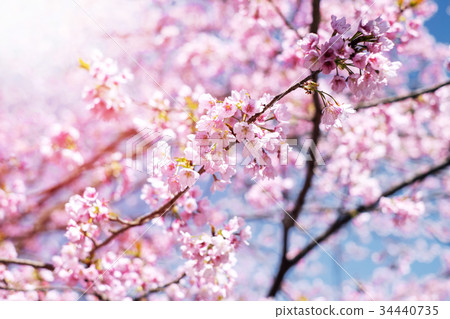 Pink Cherry Blossom or Japanese Sakura Flower Pink Cherry Blossom or Japanese Sakura Flower 34440735