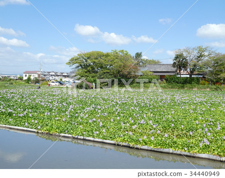 Water hyacinth 34440949