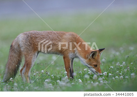Children of Kita fox 34441005