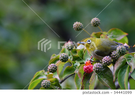White-eye White-eye 34441099