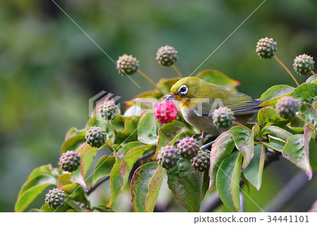 White-eye White-eye 34441101