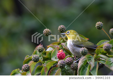 White-eye White-eye 34441103