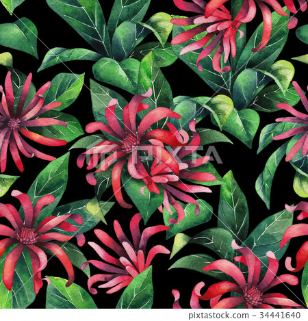 Watercolor star anise 34441640