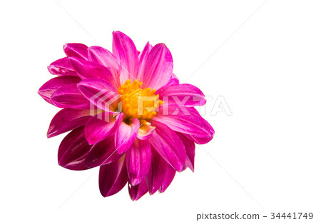 Flower dahlia 34441749