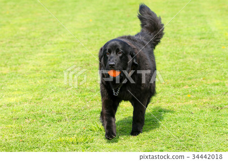 I got it♪ 34442018