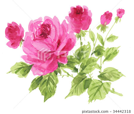 rose, roses, bloom 34442318