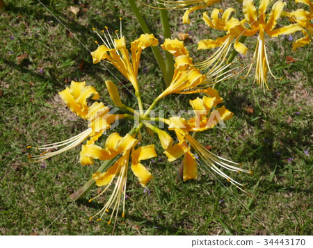 Cluster amaryllis yellow 10 from just above Cluster amaryllis yellow 10 from just above 34443170