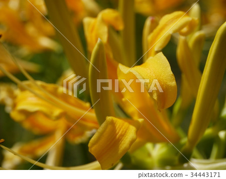 Cluster amaryllis yellow 11 34443171