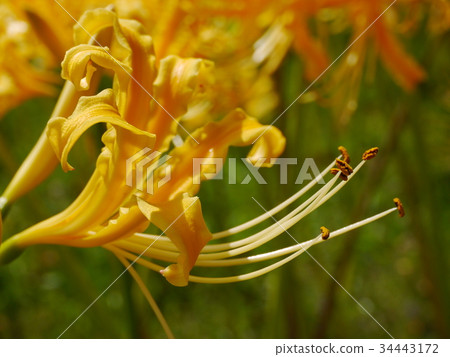 Cluster amaryllis yellow 12 Cluster amaryllis yellow 12 34443172