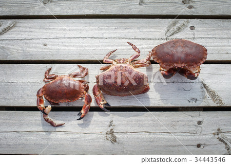 three alive crabs standing on wooden floor three alive crabs standing on wooden floor 34443546