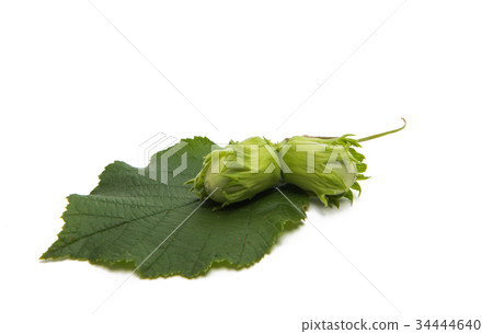 Green walnut hazel isolated Green walnut hazel isolated 34444640