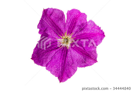 Flower lilac isolated 34444840