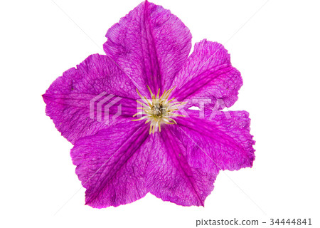 Flower lilac isolated 34444841