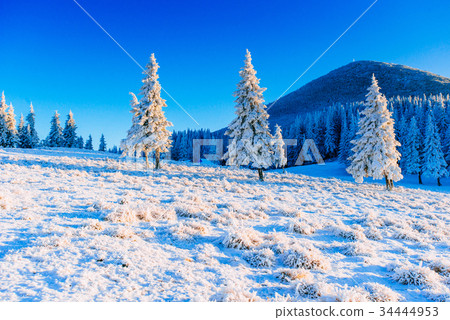 magical winter snow covered tree magical winter snow covered tree 34444953