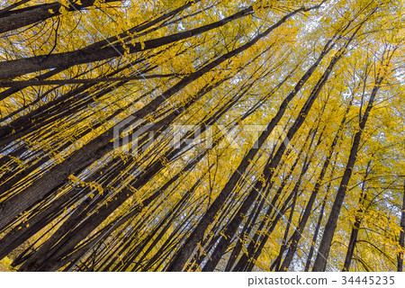 Trunks of linden tree with yellow leaves  34445235