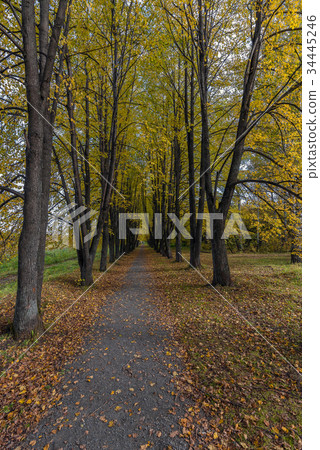 Linden alley with yellow leaves in the autumn park 34445246