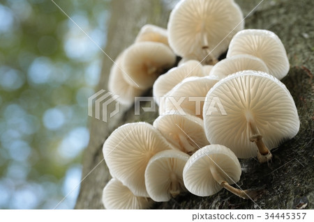 Family of mushrooms on a tree trunk Family of mushrooms on a tree trunk 34445357