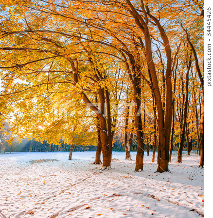 forest with first winter snow 34445426
