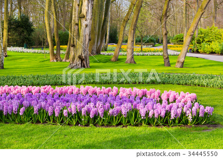 Colorful flowers blossom in dutch spring garden 34445550