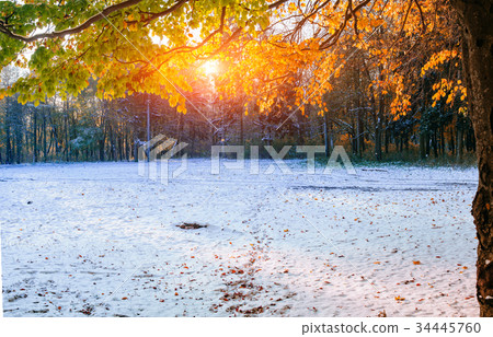 beech forest with first winter snow 34445760
