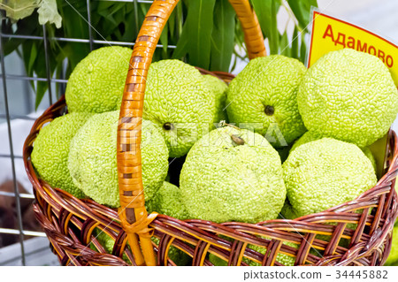 Photo of fresh green maclura pomifera 34445882