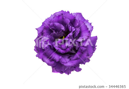 Beautiful eustoma 34446365