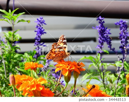 Butterfly staying on marigold Butterfly staying on marigold 34448513
