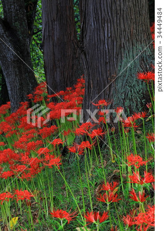 Cluster amaryllis 34449484