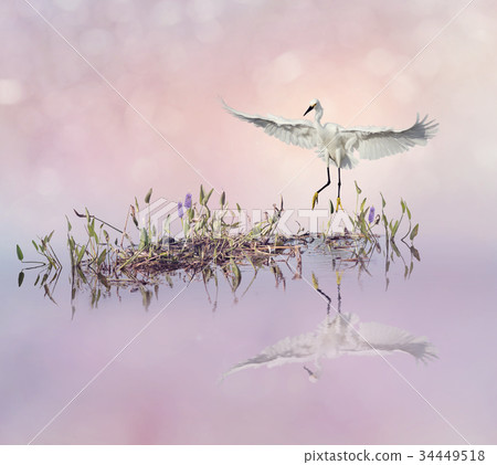 Snowy Egret in flight over lake 34449518